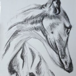 Greyhound