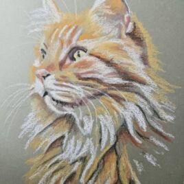 Ginger Cat