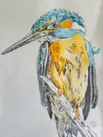 Alcedo - 2025